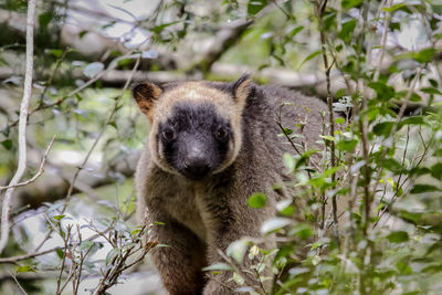 Portrait of lumholtz tree kangaroo on tree