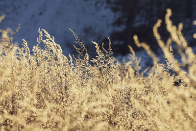 Close-up of frozen plants on field