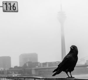 Bird perching on a city against sky