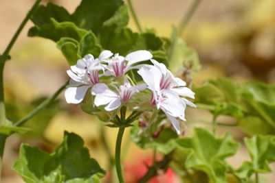 Close-up of white flowers