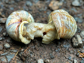 Close-up of snail on field