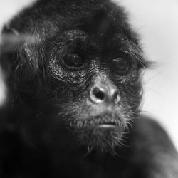 Close-up portrait of a dog