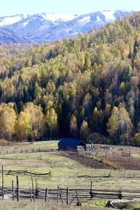 Scenic view of grassy field