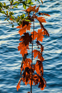 Close-up of maple leaves during autumn