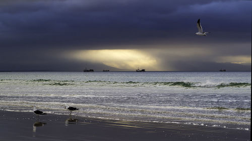 Seagulls flying over sea against sky