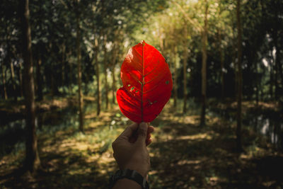 Close-up of hand holding red leaf in forest