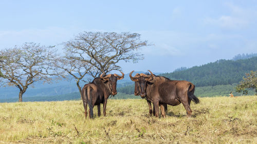 Horses in a field