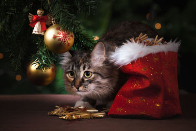 Portrait of cat on christmas tree