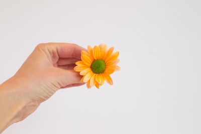 Close-up of hand holding yellow flower against white background