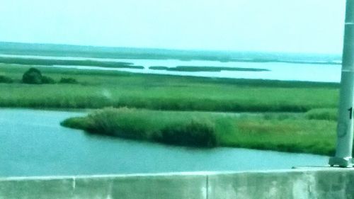 Close-up of grass by sea against sky