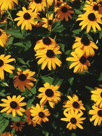 Close-up of yellow flowers blooming outdoors