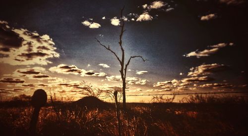 Silhouette plants on field against sky at sunset