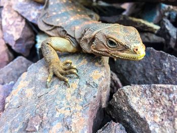 Close-up of lizard on rock