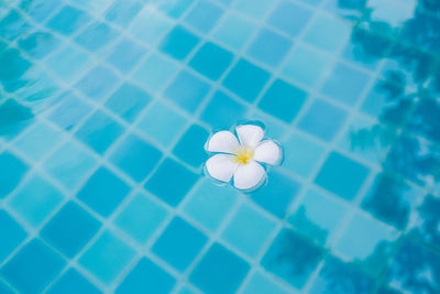 High angle view of white flower in swimming pool