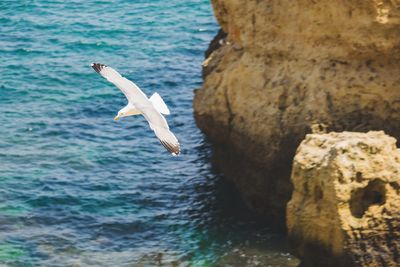 Seagulls flying over sea