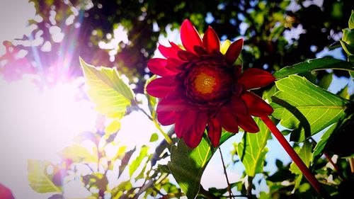 Close-up of red flowers blooming outdoors