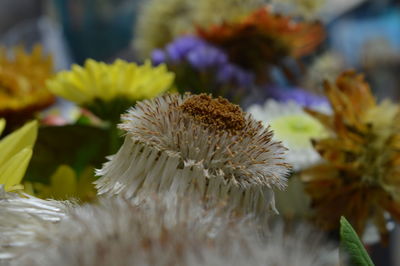 Close-up of flowers blooming outdoors