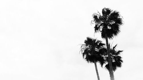 Low angle view of palm trees against clear sky