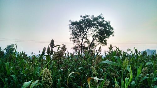 Crops growing on field against clear sky