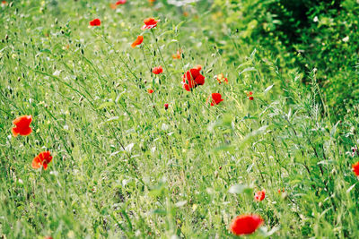 Red poppy flowers in field