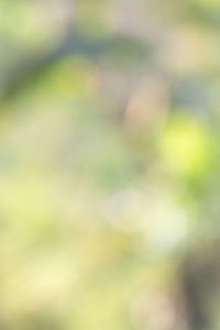 Defocused image of tree