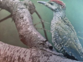 Close-up of bird perching on tree