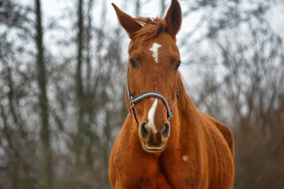 Horse standing in a forest