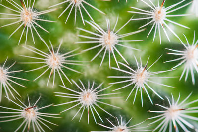 Full frame shot of cactus plant