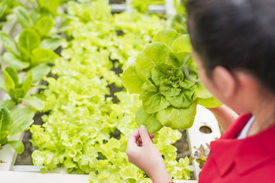 A beautiful biotechnologist collects lettuce leaves for research with broccoli on an organic farm. 