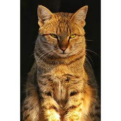 Close-up portrait of a cat looking away