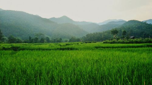 Scenic view of rice field against sky