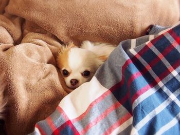 Dog lying on bed