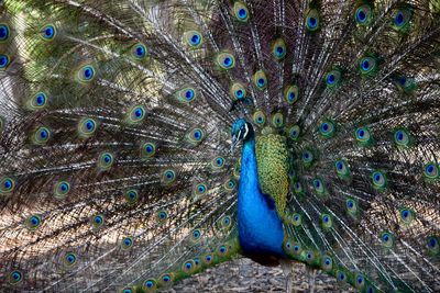 Close-up of peacock