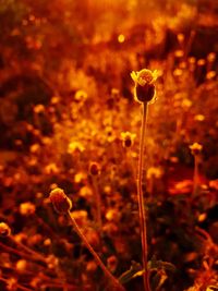 Close-up of yellow flowering plant on land