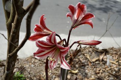 Close-up of red flowering plant