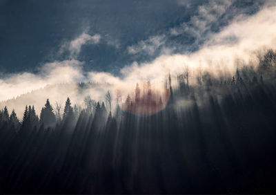 Panoramic shot of trees on land against sky