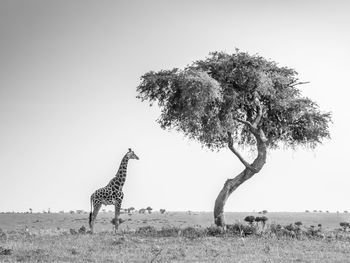 Giraffe standing by tree against clear sky