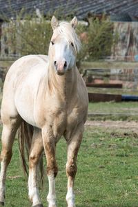 Portrait of a horse on field