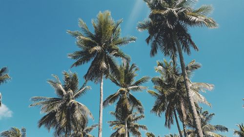 Low angle view of palm tree against clear blue sky