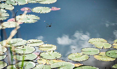 High angle view of lotus water lily in lake