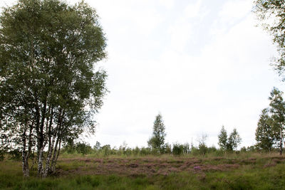 Trees on field against sky