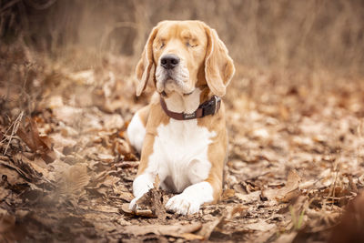 Portrait of dog sitting on field