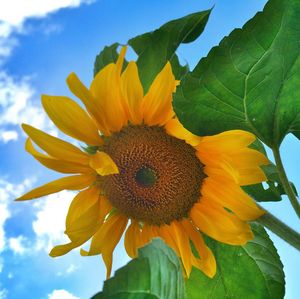 Low angle view of sunflower blooming against sky