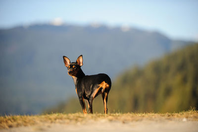 Dog on field against sky