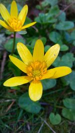 Close-up of yellow flower blooming outdoors