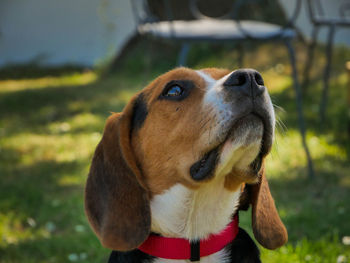 Close-up of a dog looking away