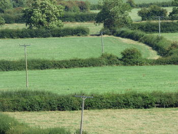 Scenic view of grassy field against sky