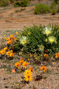 Close-up of yellow flowering plant on field