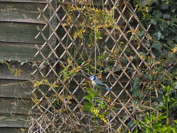 High angle view of bird perching on plant