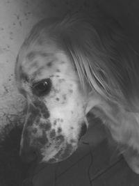 Close-up portrait of a dog